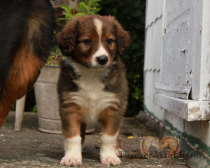 Rocky 8 weeks old