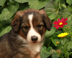 Ellie 8 weeks old