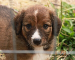 Maggie 8 weeks old