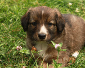 Rigby 8 weeks old