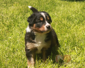 Lindsey 5 weeks old