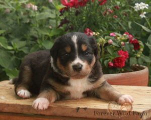 Lindsey 4 weeks old