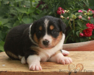 Stevie 4 weeks old