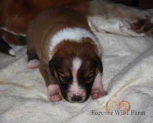 Bucky 2 weeks old